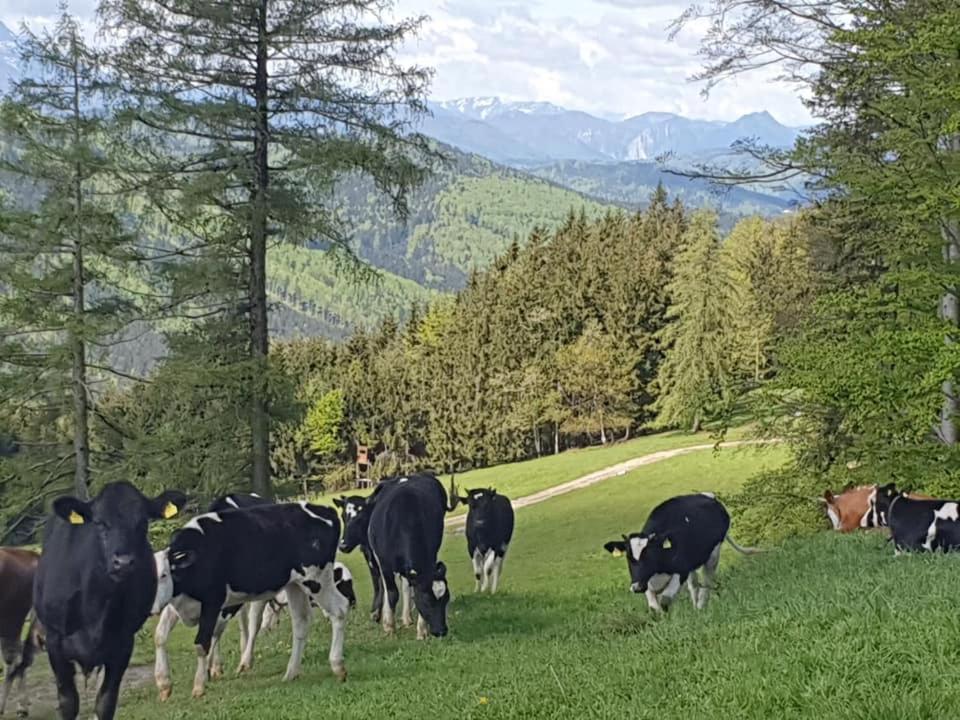 Holzhaus "Zum Schwarz'N" Leilighet Aurach am Hongar Eksteriør bilde